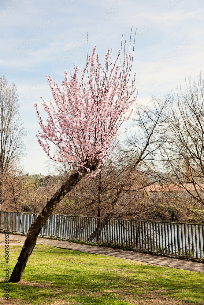 A leaning pink prunus triloba tree blossoming in the garden of a public park during spring A leaning pink prunus triloba tree blossoming in the garden of a public park during spring