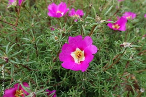 Purplish pink flowers of Portulaca grandiflora in August