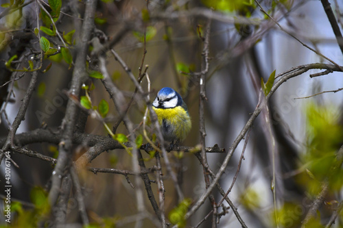 Blue tit (lat.Cyanistes caeruleus). Beautiful little bird resting sitting on a bush branch.