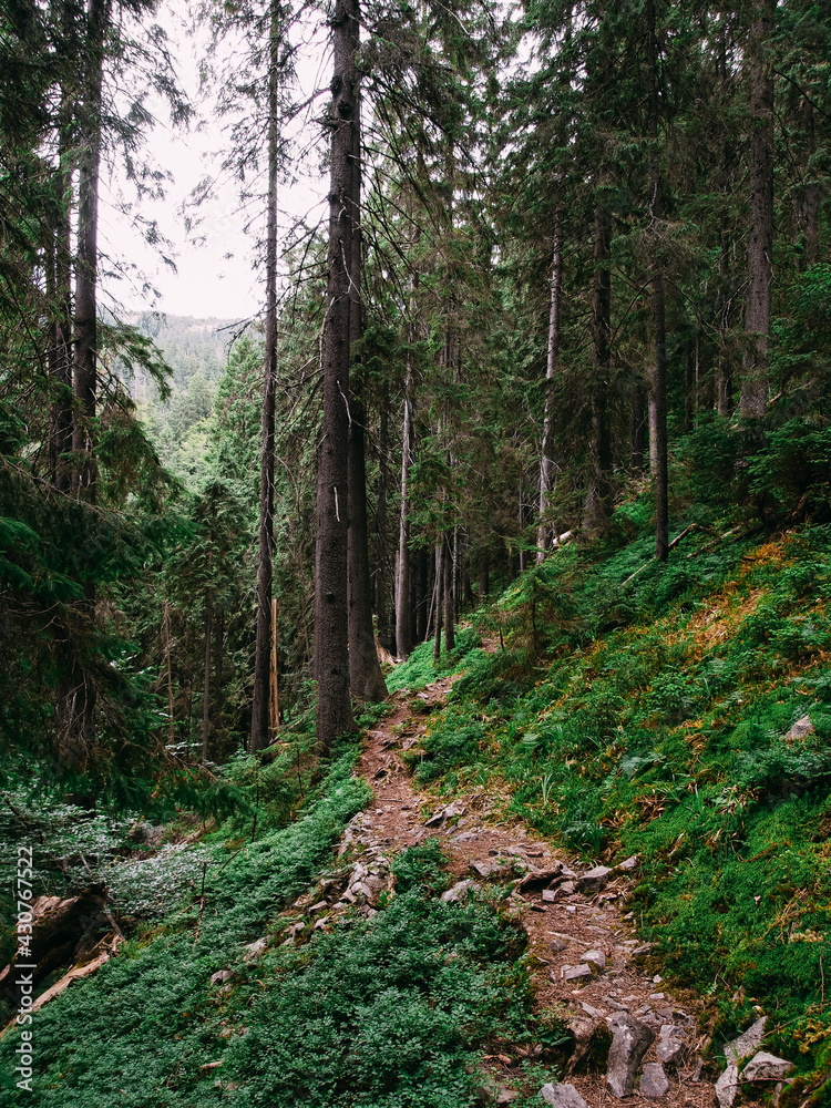 Mountain Forest Trail Path Mountain Forest Trail Path