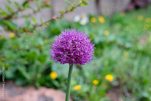 One head of wild onion on a blurred background of the vegetable garden. Purple bow