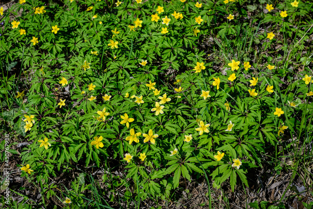 Many delicate yellow flowers of Ranunculus repens plant commonly known as the creeping buttercup, creeping crowfoot or sitfast, in a forest in a sunny spring day, floral background