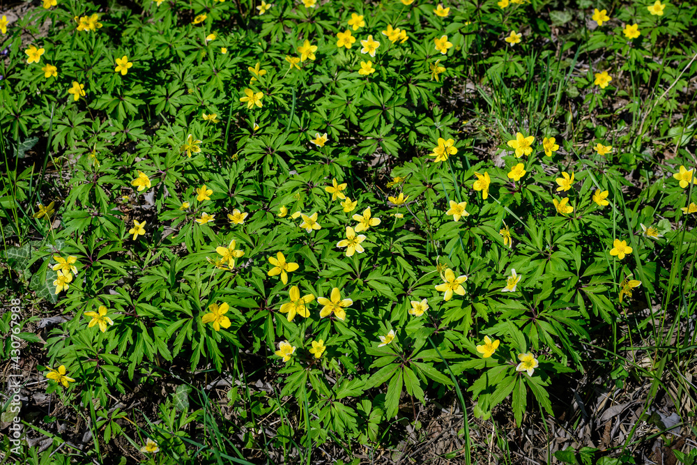 Many delicate yellow flowers of Ranunculus repens plant commonly known as the creeping buttercup, creeping crowfoot or sitfast, in a forest in a sunny spring day, floral background Many delicate yellow flowers of Ranunculus repens plant commonly known as the creeping buttercup, creeping crowfoot or sitfast, in a forest in a sunny spring day, floral background