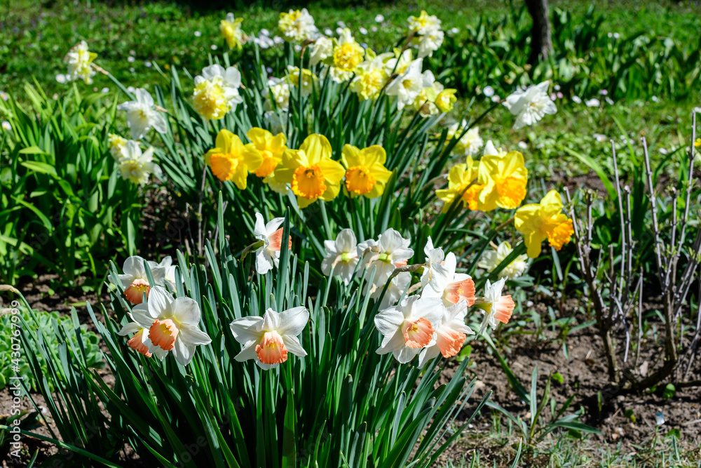 Group of delicate white and vidid yellow daffodil flowers in full bloom with blurred green grass, in a sunny spring garden, beautiful outdoor floral background photographed with selective focus. Group of delicate white and vidid yellow daffodil flowers in full bloom with blurred green grass, in a sunny spring garden, beautiful outdoor floral background photographed with selective focus.