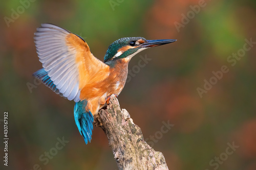 Common kingfisher landing on branch in summer from side photo