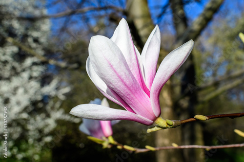 Close up of one delicate white and pink magnolia flower in full bloom on a branch towards clear blue sky  in a garden in a sunny spring day, beautiful outdoor floral background. © Cristina Ionescu