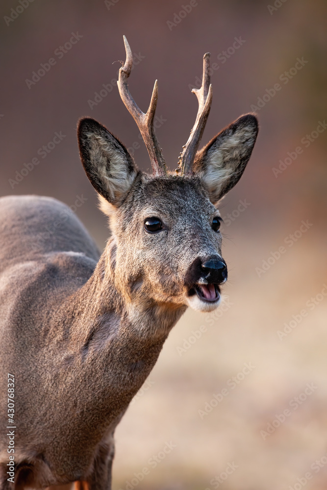 Detail of roe deer buck chewing in spring nature from close-up Detail of roe deer buck chewing in spring nature from close-up