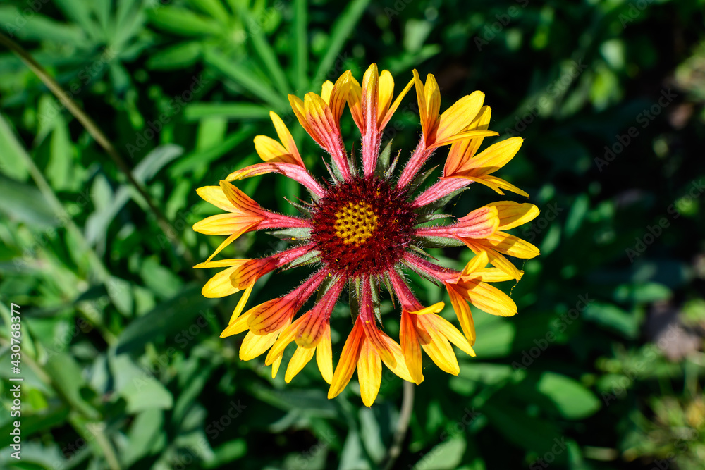 One vivid yellow and red Gaillardia flower, common known as blanket flower, and blurred green leaves in soft focus, in a garden in a sunny summer day, beautiful outdoor floral background. One vivid yellow and red Gaillardia flower, common known as blanket flower, and blurred green leaves in soft focus, in a garden in a sunny summer day, beautiful outdoor floral background.