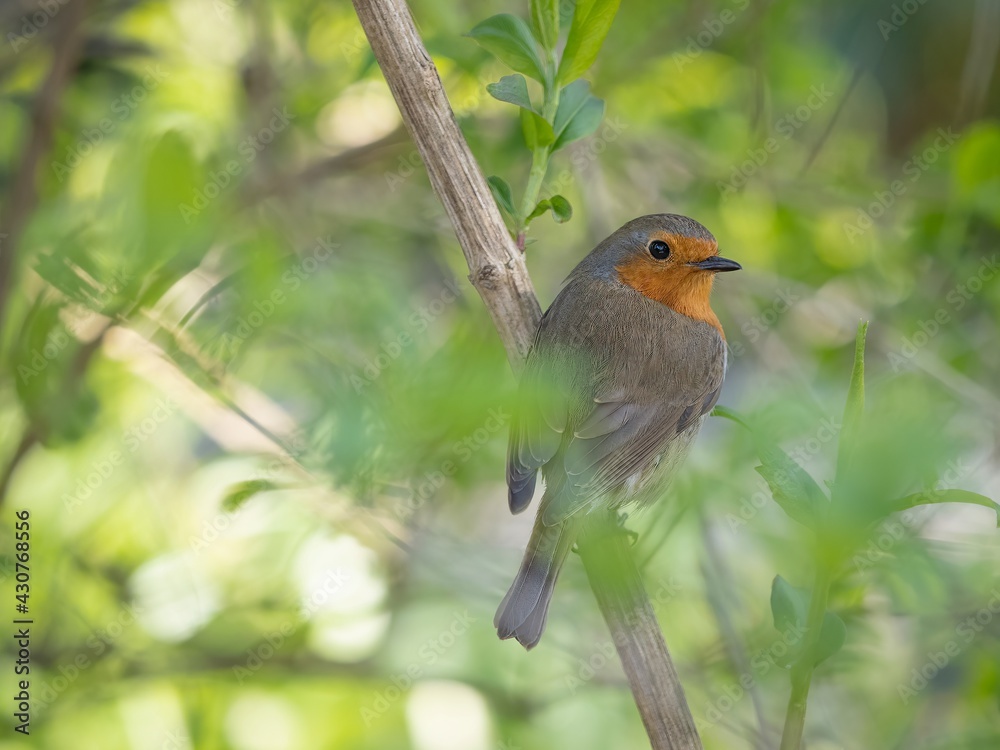 robin on a branch