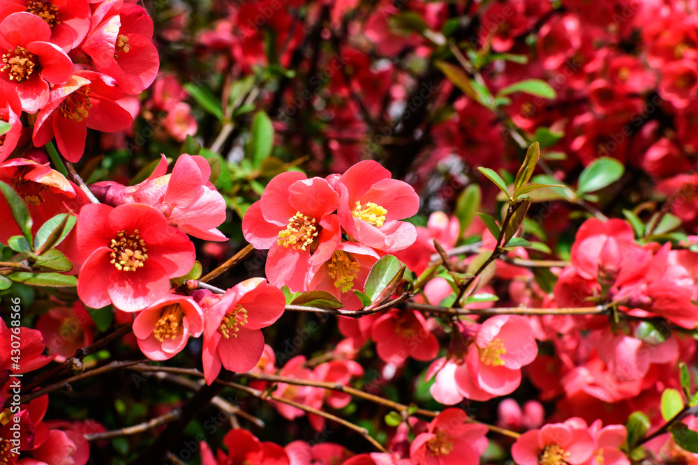 Close up delicate red flowers of Chaenomeles japonica shrub, commonly known as Japanese quince or Maule's quince in a sunny spring garden, beautiful Japanese blossoms floral background, sakura. Close up delicate red flowers of Chaenomeles japonica shrub, commonly known as Japanese quince or Maule's quince in a sunny spring garden, beautiful Japanese blossoms floral background, sakura.