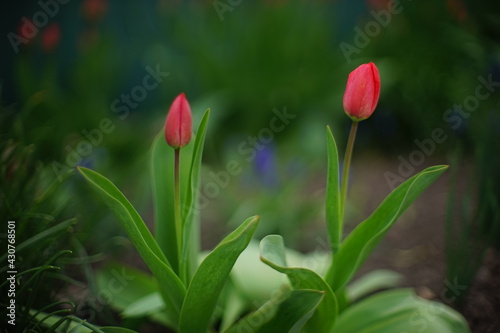 Two red tulip flowers with closed buds grows in spring garden.