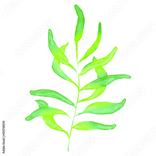 Greenery plant  exotic summer tropical leave isolated on white. Digital Watercolor hand drawn illustration banana leaf. Modern vector. For shop  stickers  postcard  fabric  t-shirt  posters  gifts