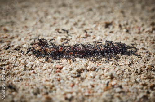 Ants moving an earthworm towards its anthill. Madrid. Spain © JaviJfotografo