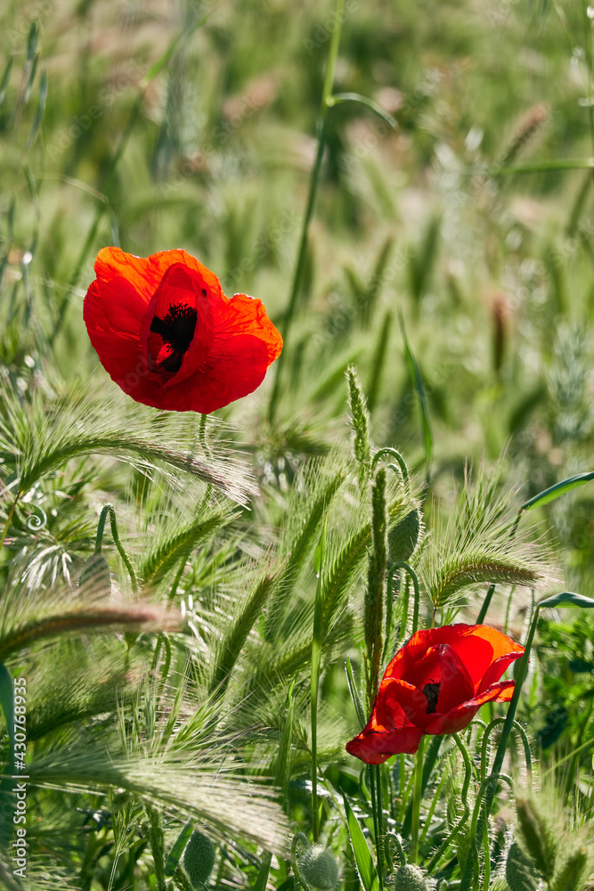 Obraz premium Poppy field in spring. Madrid. Spain