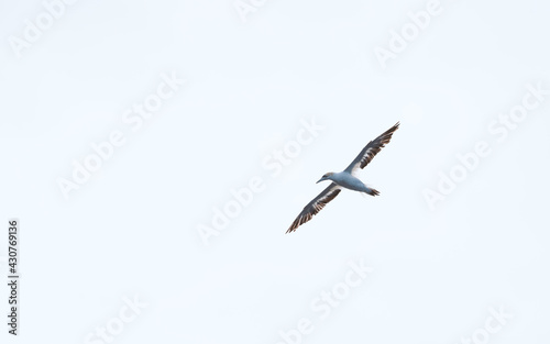 seagull in flight © Daniel Thomas