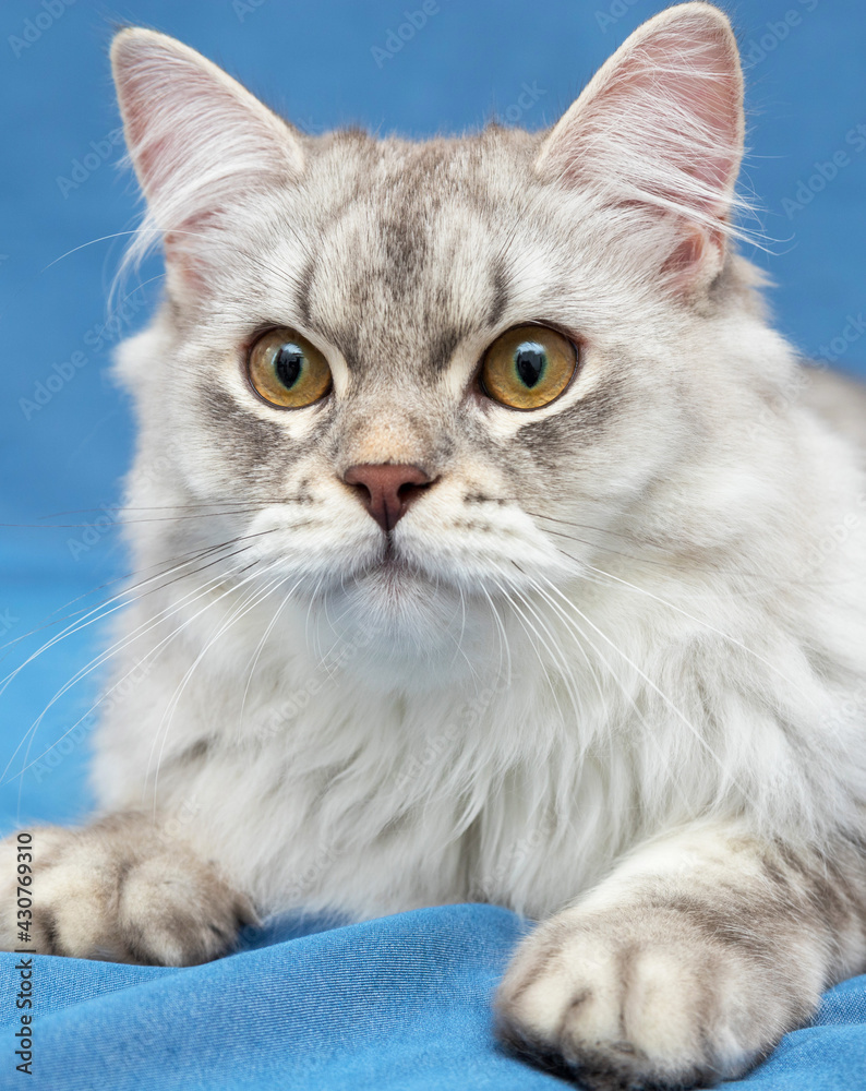 A very beautiful, grey, Scottish kitten with brown eyes. He lies on a blue background and looks at you. Wallpaper, postcard. Soft focus.