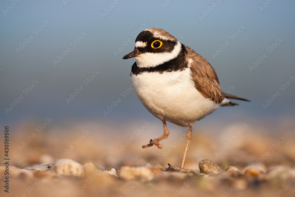 Little ringed plover walking on riverbank in spring Little ringed plover walking on riverbank in spring
