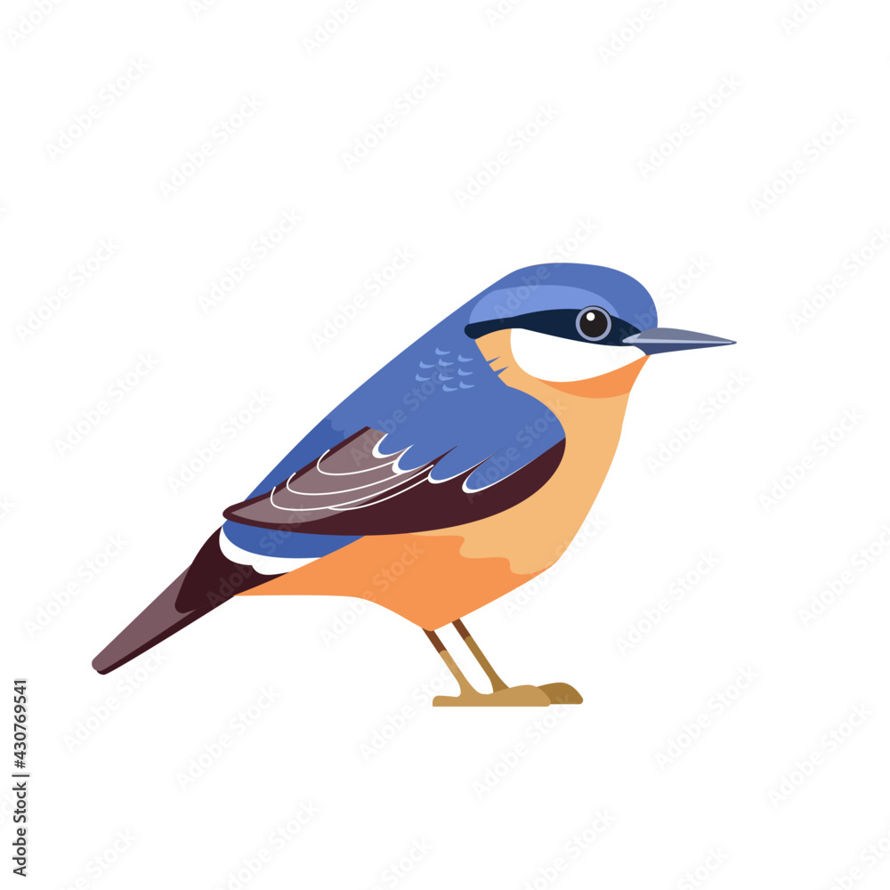 Eurasian nuthatch or wood nuthatch, Sitta europaea is a small passerine bird. Cartoon flat beautiful character bird of ornithology, vector illustration isolated on white background