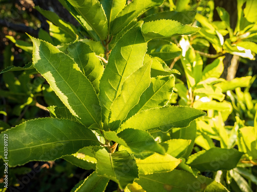 Mahoe (Melicytus ramiflorus) photo