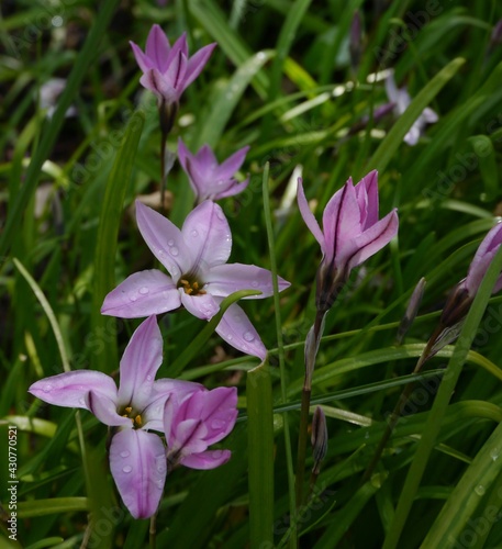 purple flowering ipheion uniflorum charlotte bishop flower