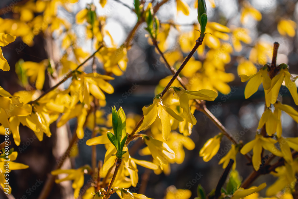 The first spring garden flowers. Yellow flowers on the forsythia bush (lat. Forsythia), on a blurred background. Yellow ornamental shrub on a sunny day. The first spring garden flowers. Yellow flowers on the forsythia bush (lat. Forsythia), on a blurred background. Yellow ornamental shrub on a sunny day.
