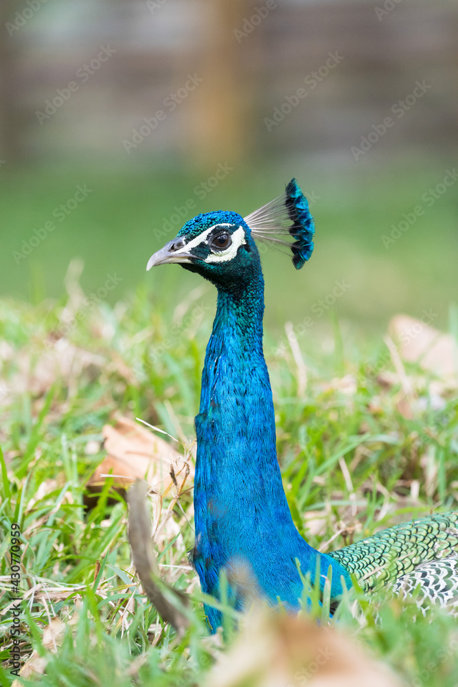 The Indian peafowl (Pavo cristatus), also known as the common peafowl, and blue peafowl, is a peafowl species native to the Indian subcontinent. Is a very beautiful bird.