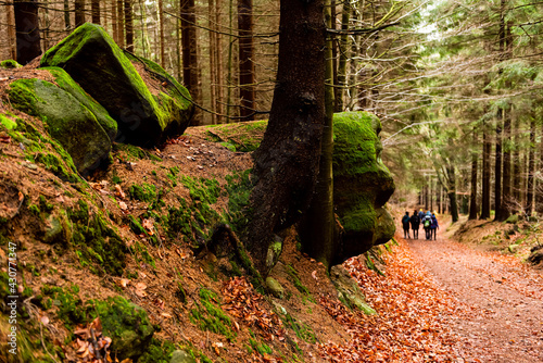 People walking on a hike path in a deep forest in table mountain.