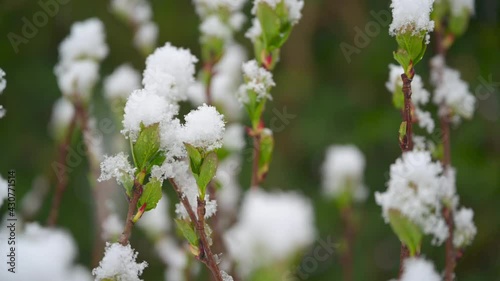 Close-up of Frozen leaf covered with snow, winter