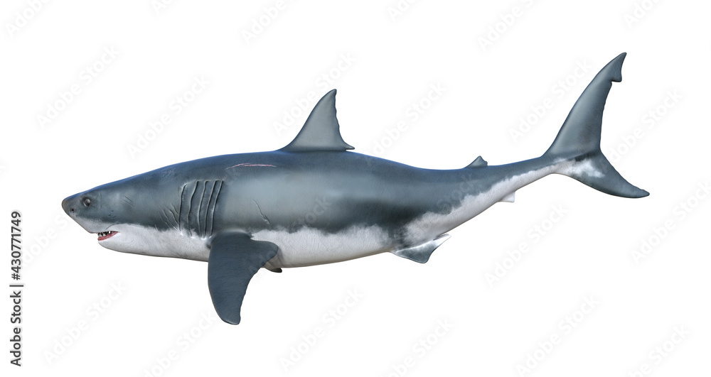 Great White Shark Side View