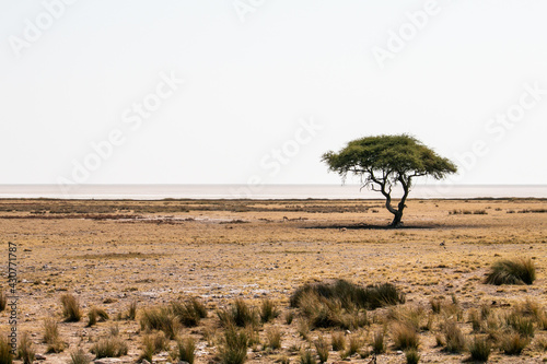 Afrcican savannah landscape with tree and antilopes