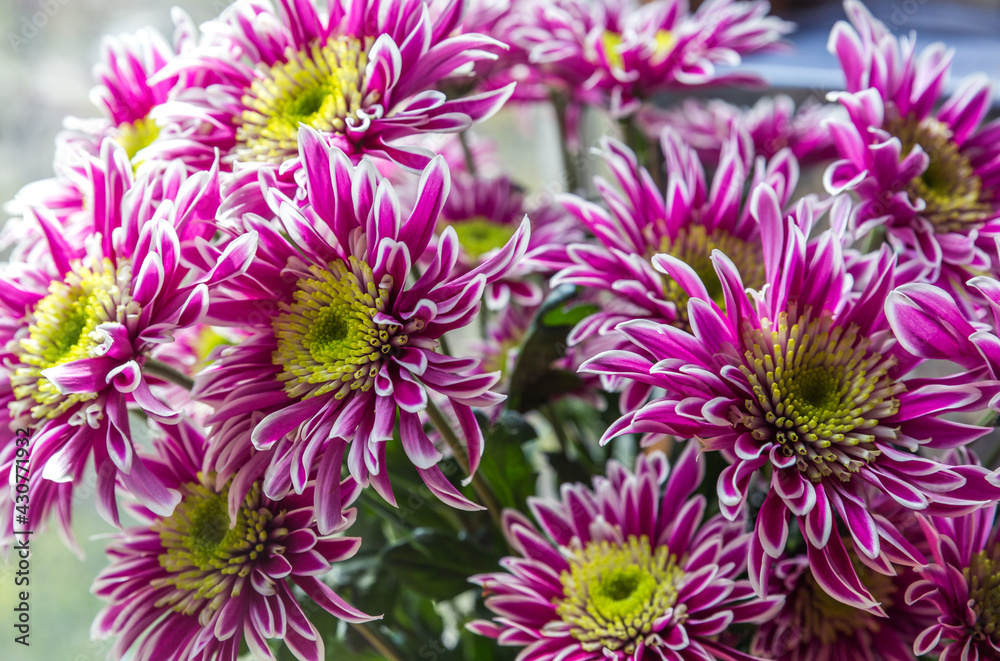 chrysanthemum flower chrysanthemum flower