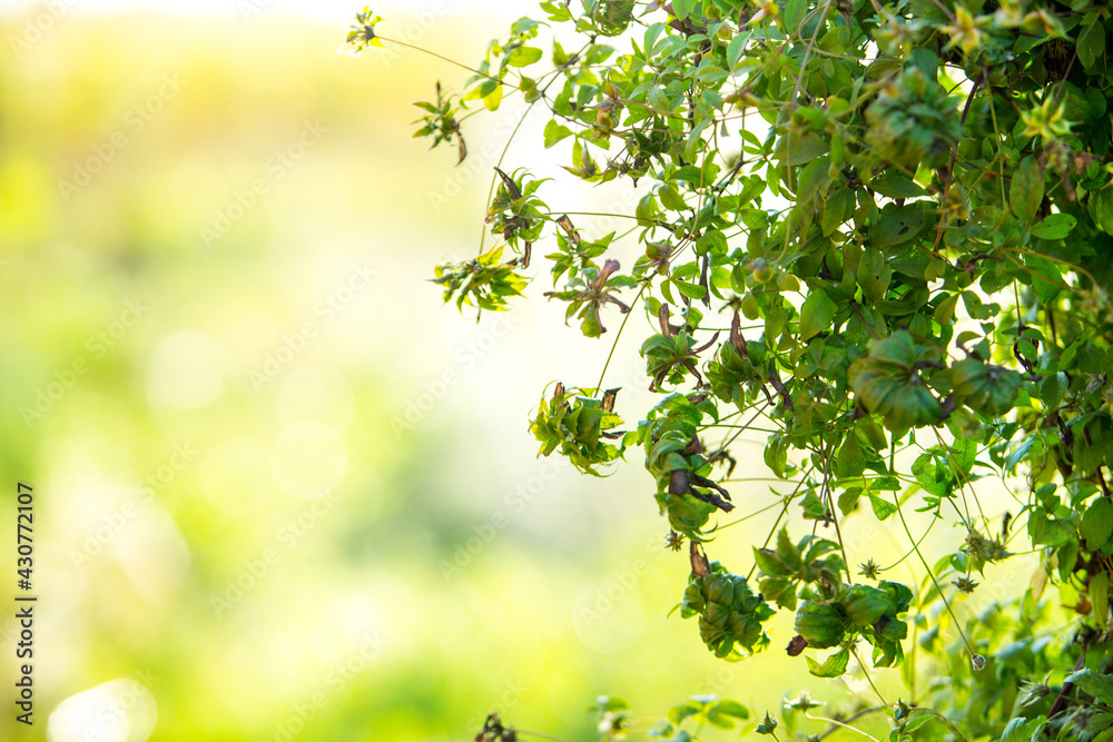 Spring background - abstract banner - green blurred Spring background - abstract banner - green blurred