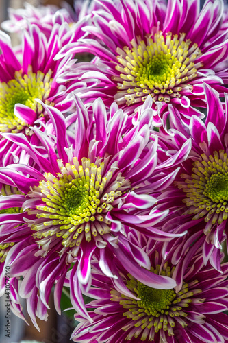 Close-up of large crimson aster flowers with green centers.