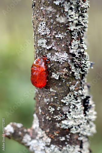 Scene with tree resin and moss