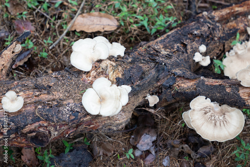 white mushrooms in rotten tree truck in lantau island, Hong Kong