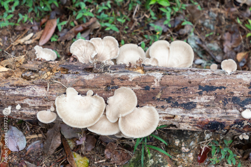 white mushrooms in rotten tree truck in lantau island, Hong Kong