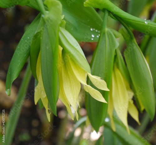 yellow flowering uvularia grandiflora pallida bellwort plant