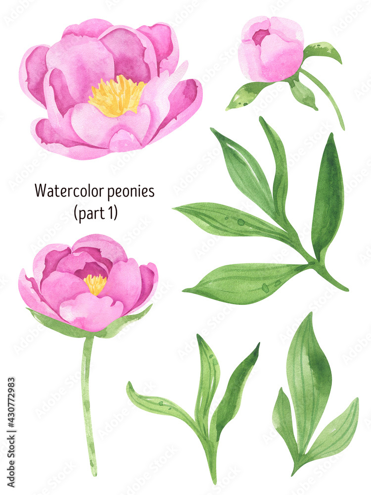 Watercolor pink peonies with green leaves. Watercolor summer flowers, botanical illustration. Floral design elements. For greeting cards, wedding invitation cards and summer backgrounds.