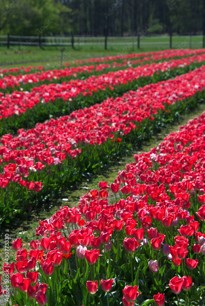 Tulips field in the Netherlands