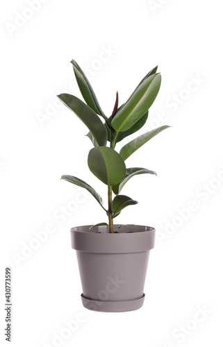 Ficus elastica plant with fresh green leaves on white background