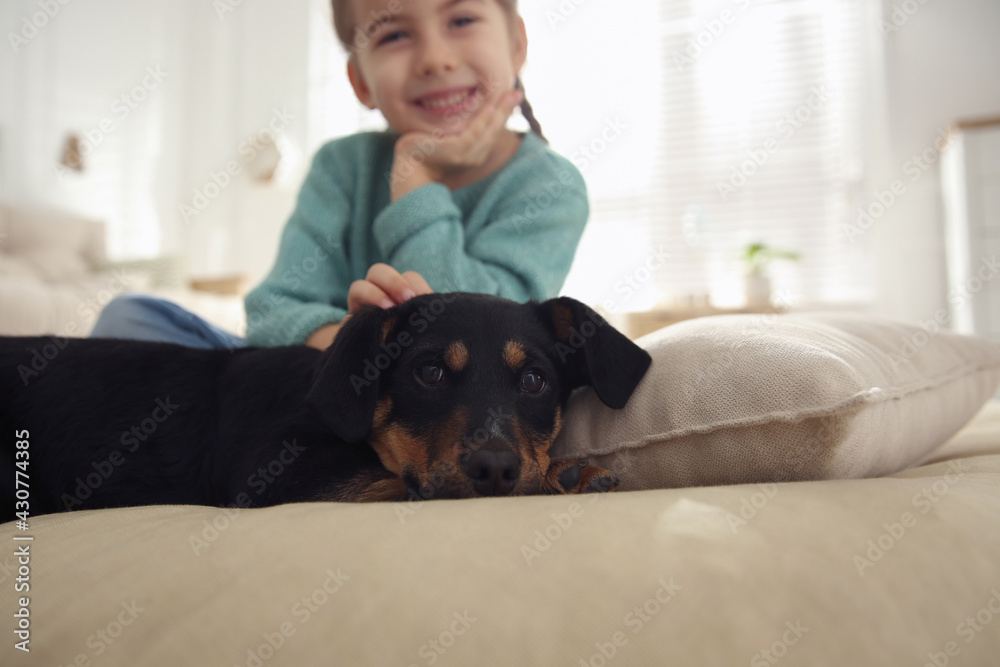 Little girl with cute puppy at home, focus on pet