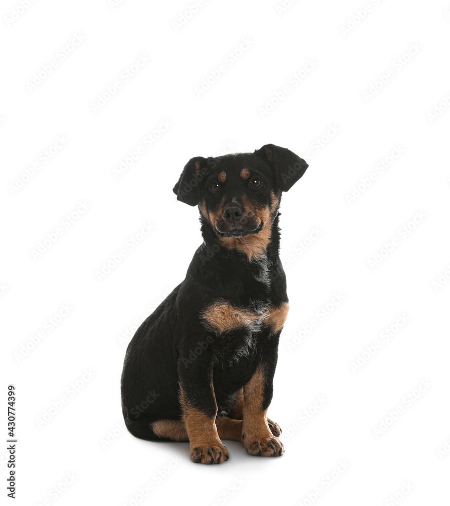 Cute little puppy sitting on white background