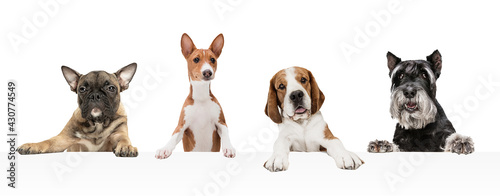 Art collage made of funny dogs different breeds posing isolated over white studio background. © master1305