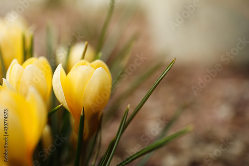 Beautiful yellow crocus flowers growing in garden, closeup photo