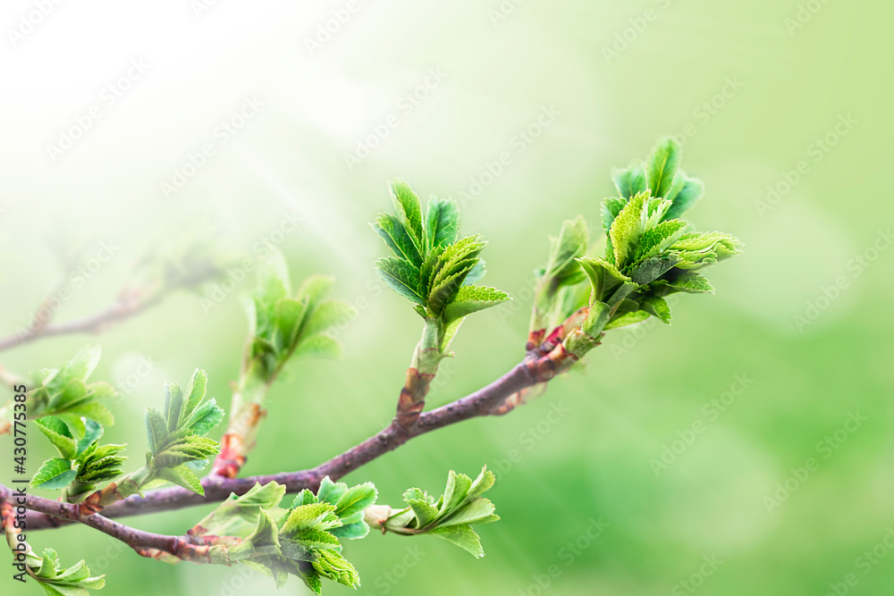 Green branch with leaves on blurred greenery background in the garden with copy space, using as background natural green plants landscape Green branch with leaves on blurred greenery background in the garden with copy space, using as background natural green plants landscape