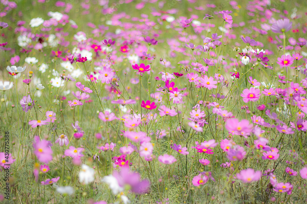 A field of pink cosmo flowers glistening in a dream, blur and solf focus