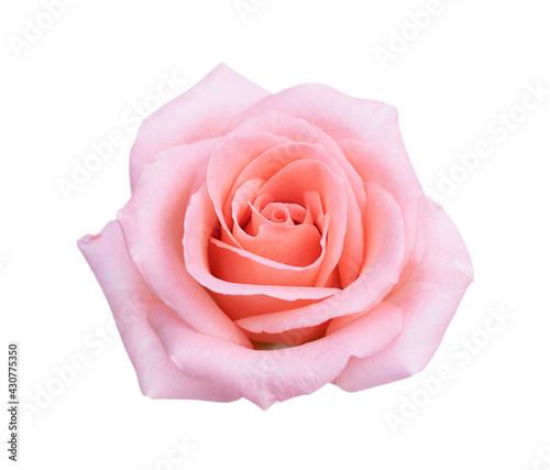 Pink rose flower isolated on white background  soft focus and clipping path.