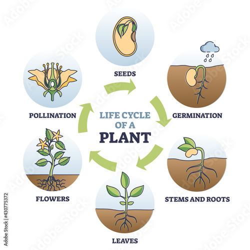Fotomurale Life cycle of plant with seeds growth in biological labeled outline diagram