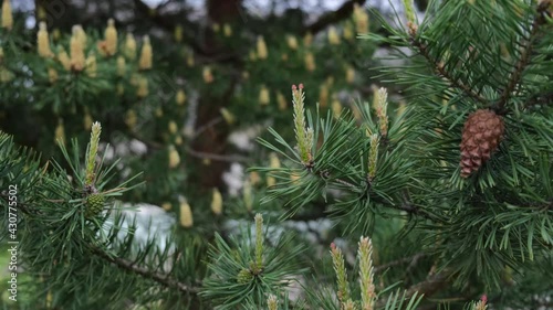 Wallpaper Mural Spruce branches with cones and young shoots Torontodigital.ca