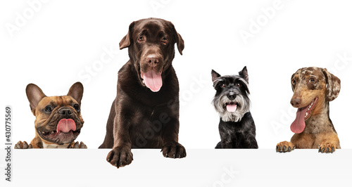 Art collage made of funny dogs different breeds posing isolated over white studio background.